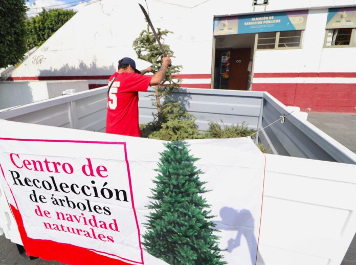 🌲♻️ Nezahualcóyotl activa acopio de árboles navideños para evitar incendios y fortalecer áreas verdes