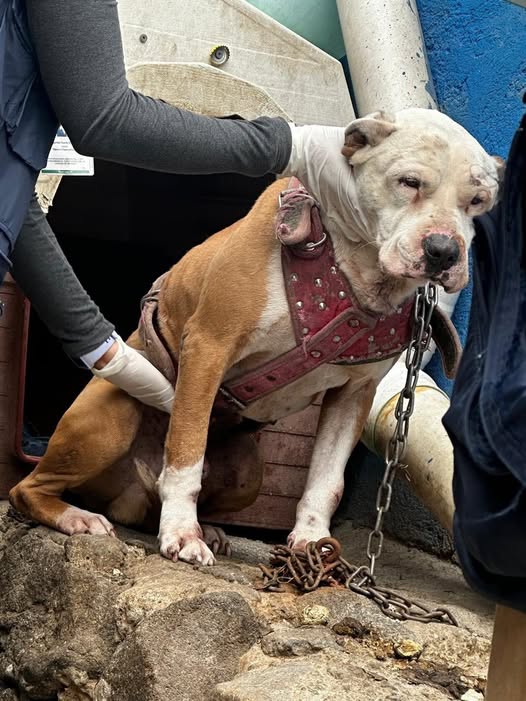 Rescatan a “Tobi”, perro en abandono con lesiones graves; ya recibe atención médica