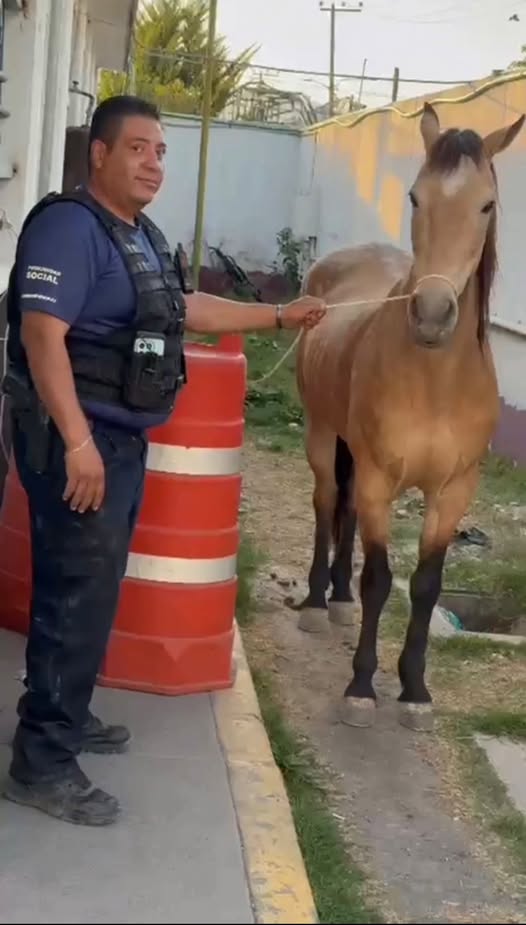 Policías rescatan a caballo extraviado tras persecución entre Las Américas y Atenco
