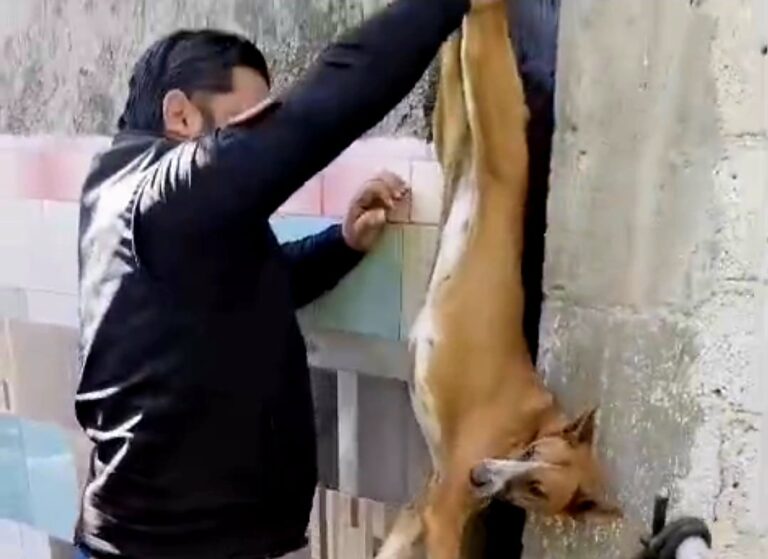 Rescatan con vida a perrita atrapada entre dos bardas durante cuatro días en Ecatepec