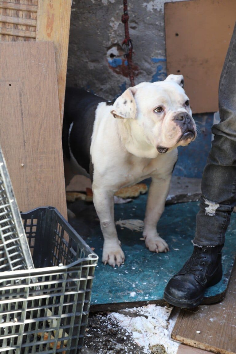 Descartan maltrato animal contra “Yako” tras inspección en Álvaro Obregón