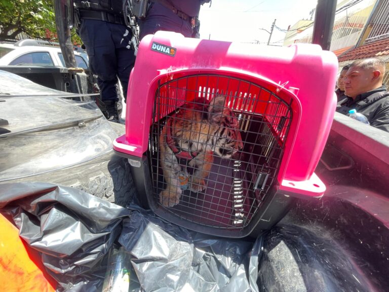Rescatan cachorro de tigre de bengala en Ecatepec; dueño no acreditó posesión legal