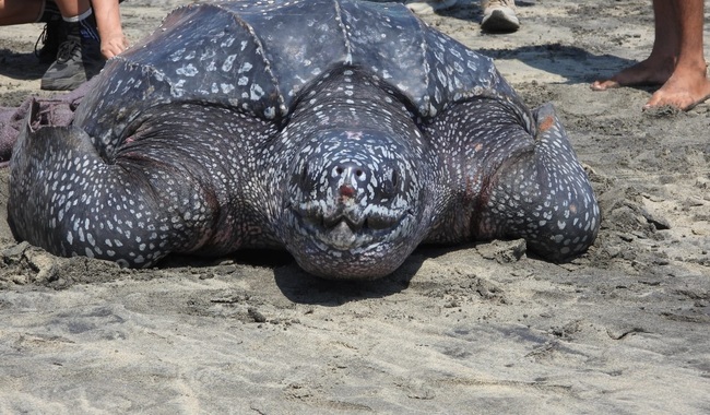 Rescatan tortuga laúd varada en Oaxaca y logran su retorno al mar