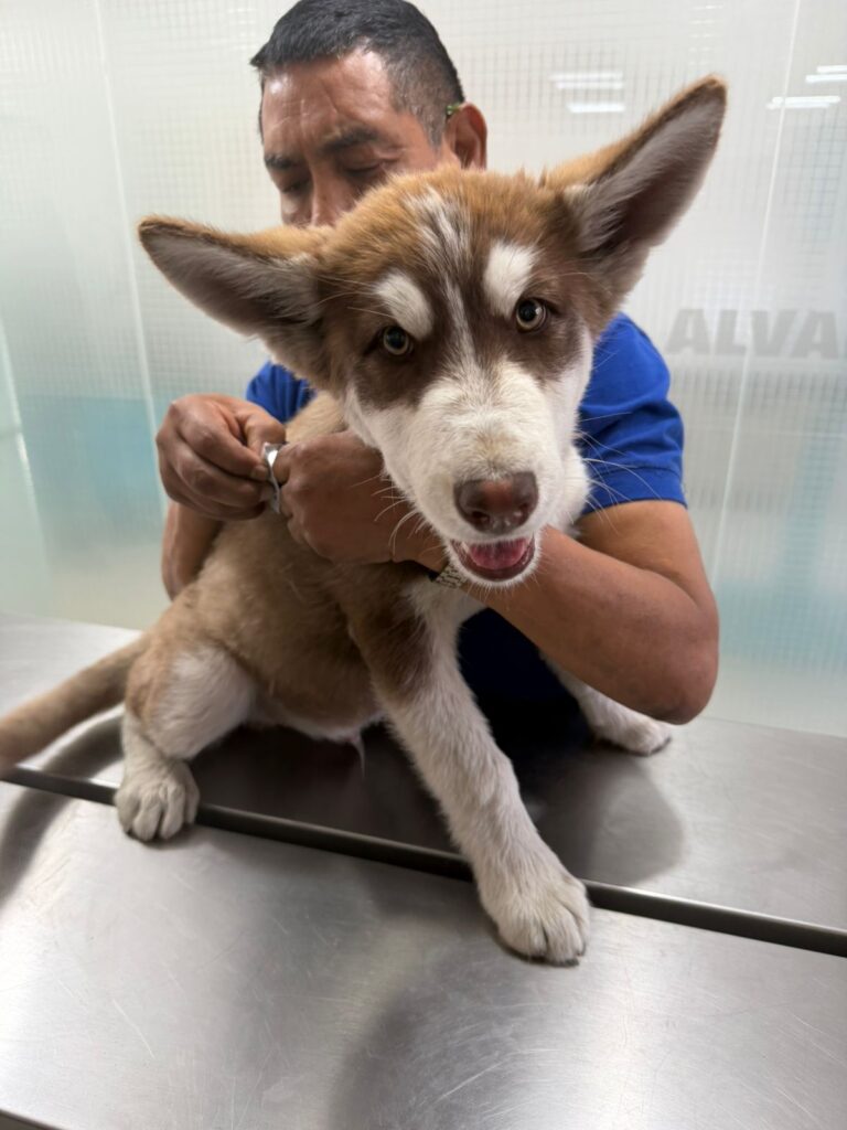 Rescatan a cachorro husky tras denuncia de presunto maltrato en Álvaro Obregón