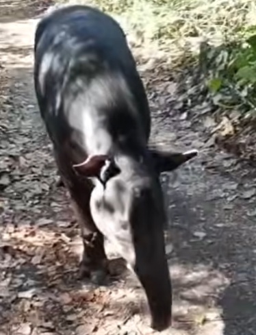 Detectan tapir infectado con gusano barrenador en Campeche; autoridades activan alerta sanitaria