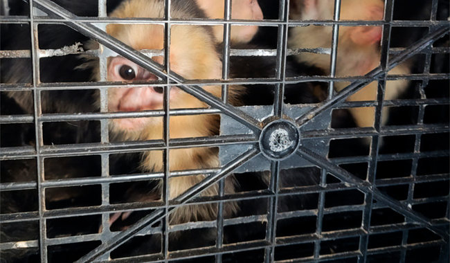 Rescatan 10 monos capuchinos traficados en Tabasco; presentaban lesiones y deshidratación