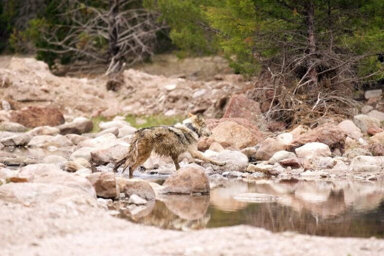 Lobo mexicano regresa a Durango tras medio siglo; comunidades lideran reintroducción histórica