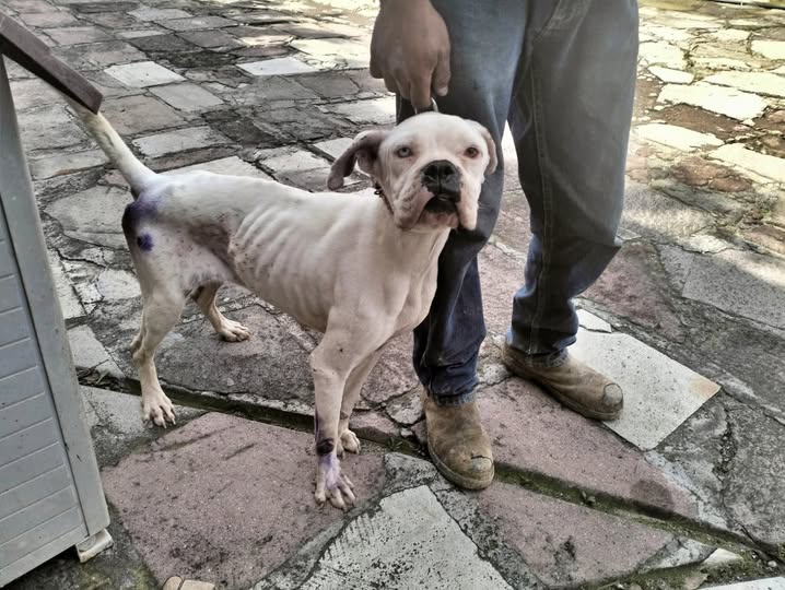 Endurecen sanciones por maltrato animal en Edomex