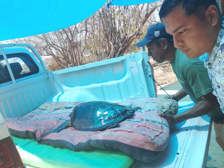 Liberan tortuga carey en Oaxaca tras proceso de rehabilitación; especie sigue en riesgo