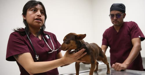 Nueva Ley de Bienestar Animal en Edomex obligará a reforzar protección, rescate y trato digno de seres sintientes