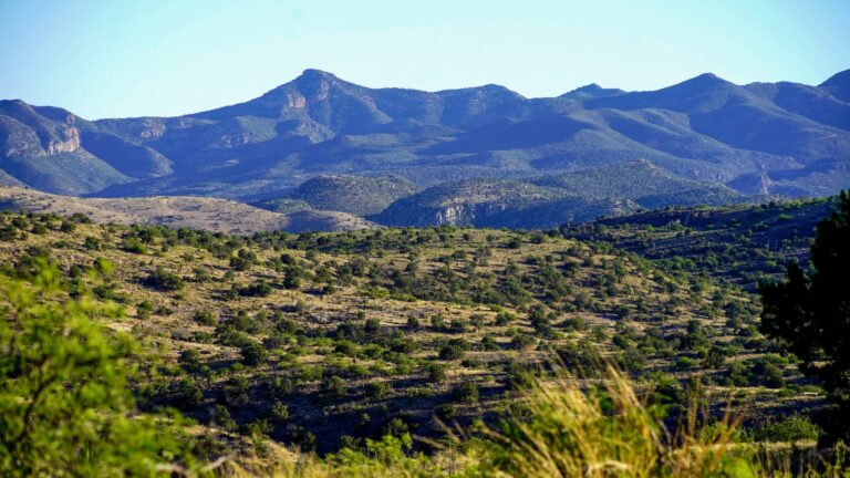 El bisonte regresa a Sonora tras más de 200 años y marca un hito en la restauración ecológica