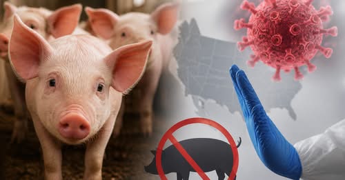 Detectan virus porcino en Estados Unidos y refuerzan vigilancia sanitaria en México