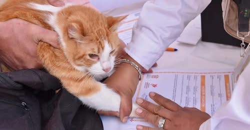 Estado de México crea Registro Único obligatorio para animales de compañía