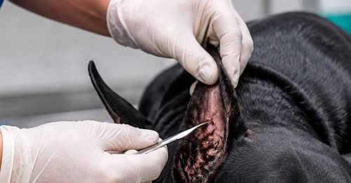 Activan cerco sanitario en CDMX tras detectar caso aislado de gusano barrenador en un perro