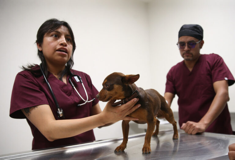 Nueva Ley de Bienestar Animal en Edomex obligará a reforzar protección, rescate y trato digno de seres sintientes