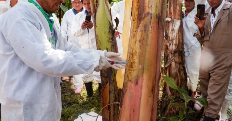 Refuerza México vigilancia para blindar producción de plátano contra plagas