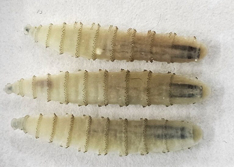 Cómo identificar el gusano barrenador en mascotas y qué hacer ante una posible infección