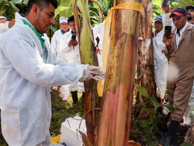 Refuerza México vigilancia para blindar producción de plátano contra plagas