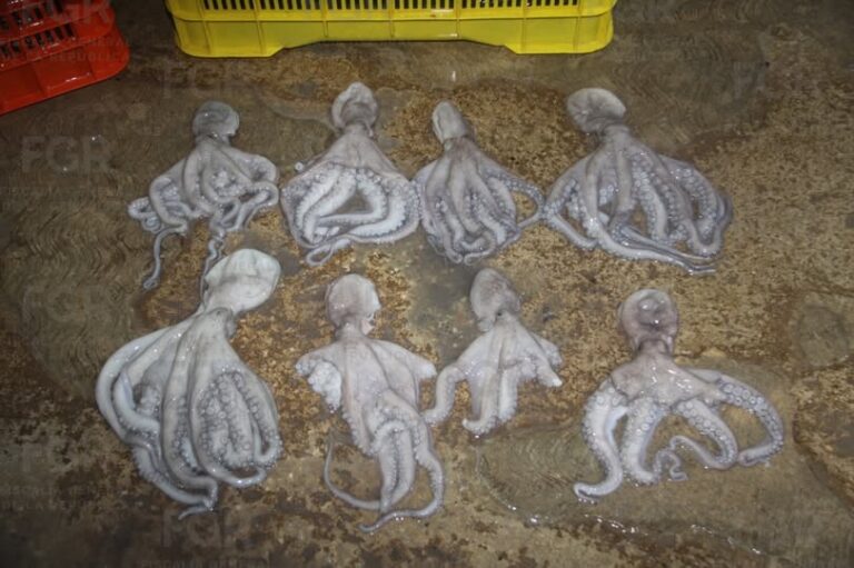 FGR logra vinculación a proceso de dos personas por posesión de más de 460 kilos de pulpo maya en veda en Yucatán FGR logra vinculación a proceso de dos personas por posesión de más de 460 kilos de pulpo maya en veda en Yucatán
