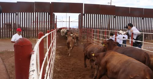 México suspende importación de ganado vivo de Estados Unidos por detección de gusano barrenador