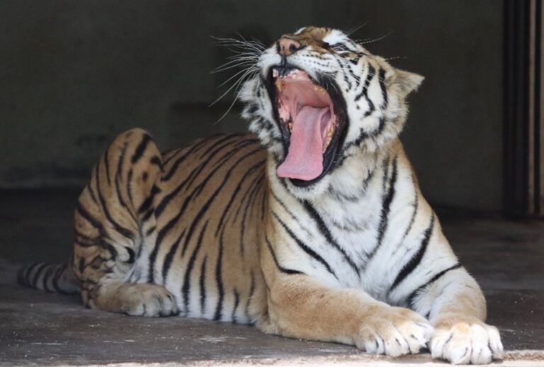 Profepa logra eliminar 640 publicaciones de tráfico ilegal de fauna en redes sociales