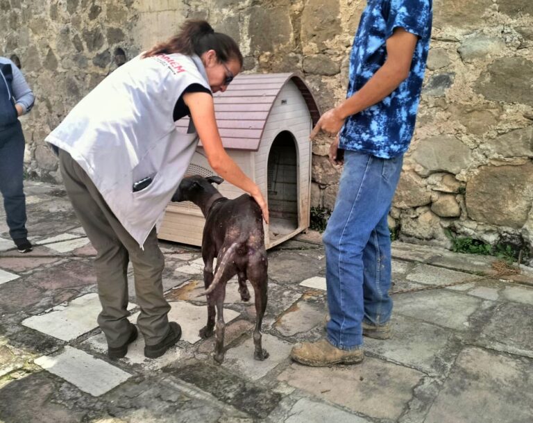 Nueva ley en Edoméx endurece sanciones por maltrato animal y permite perseguir la crueldad de oficio
