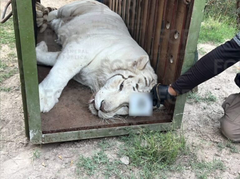 FGR asegura tres tigres de bengala, un ocelote y un lince durante cateo en Durango