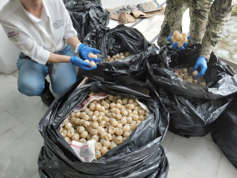 Detienen en Colima a hombre que transportaba más de 11 mil huevos de tortuga marina