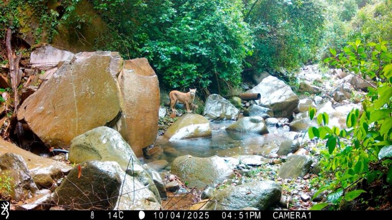 Captan a una puma con su cría en el Pico de Tancítaro; confirma condiciones para la reproducción de la especie