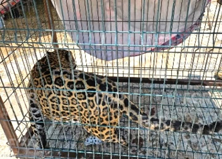 FGR investiga inmueble en Zapopan; asegura puma, jaguar y plantas de marihuana durante cateo