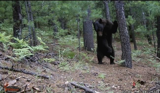 Cámaras trampa captan inusual comportamiento del oso negro en Área Natural Protegida de Chihuahua Cámaras trampa captan inusual comportamiento del oso negro en Área Natural Protegida de Chihuahua