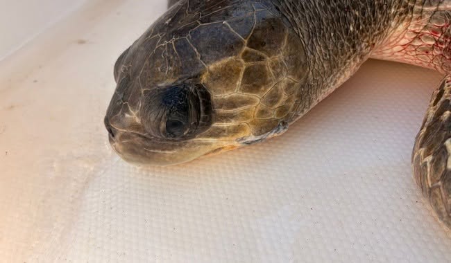 Rescatan tres tortugas marinas atrapadas en una red fantasma en la Reserva de la Biosfera Islas Marías