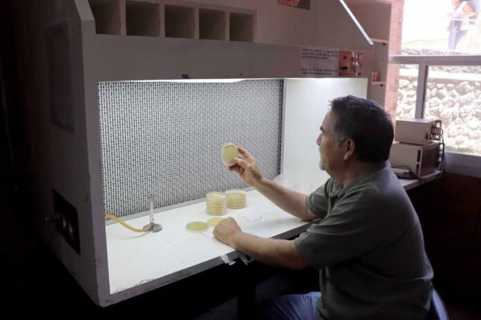 Superbacteria hospitalaria también circula en animales, alimentos y agua, revela estudio de la UNAM