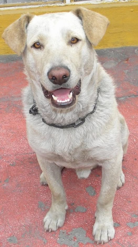 Día Mundial del Perro: llaman a fortalecer la adopción responsable y combatir el abandono animal