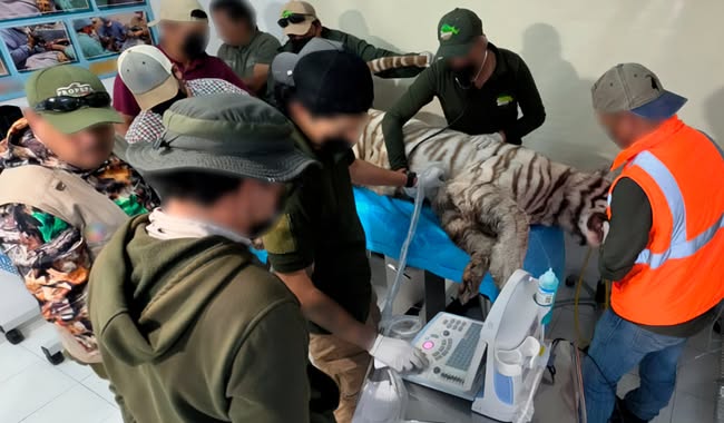 Necropsia confirma que el tigre de Bengala “Kenzo” murió por broncoaspiración de sangre: UNAM