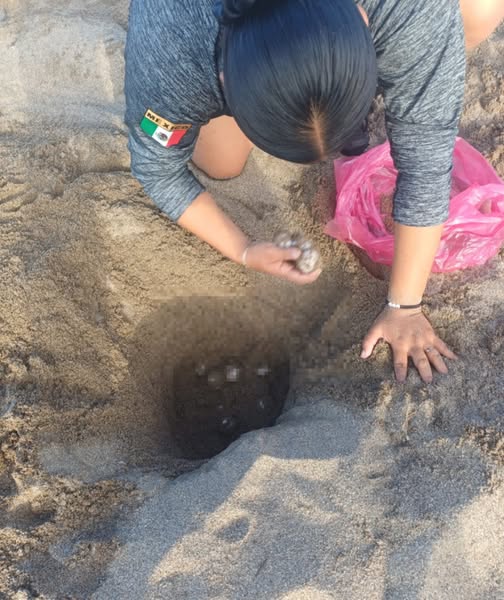 Marina protege 576 huevos de tortuga golfina en playas de Nayarit durante temporada de anidación