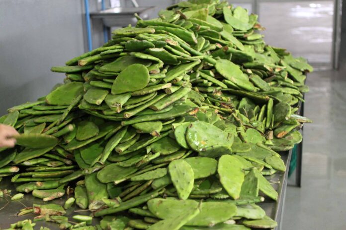 Residuos de nopal aumentan hasta 20% la producción agrícola y regeneran suelos, revela investigación de la UNAM