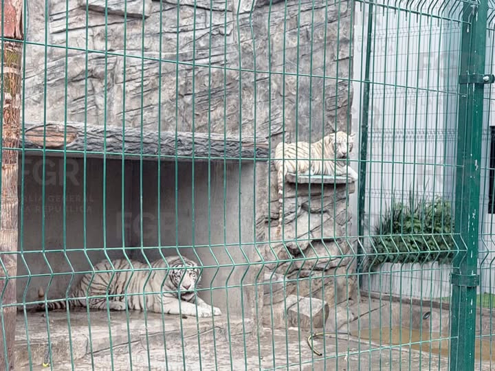 FGR asegura dos tigres blancos durante cateo por presunto delito contra la biodiversidad en Durango