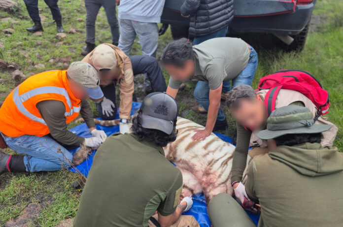 Muere Kenzo tras ser capturado en Tepetlaoxtoc; Profepa investigará las causas del fallecimiento