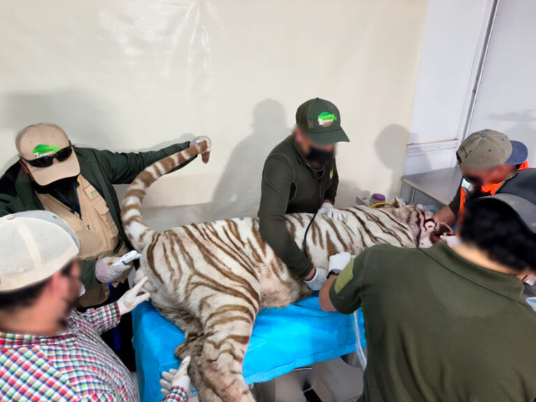 Profepa clausura centro privado tras fuga y muerte del tigre Kenzo en Tepetlaoxtoc Profepa clausura centro privado tras fuga y muerte del tigre Kenzo en Tepetlaoxtoc
