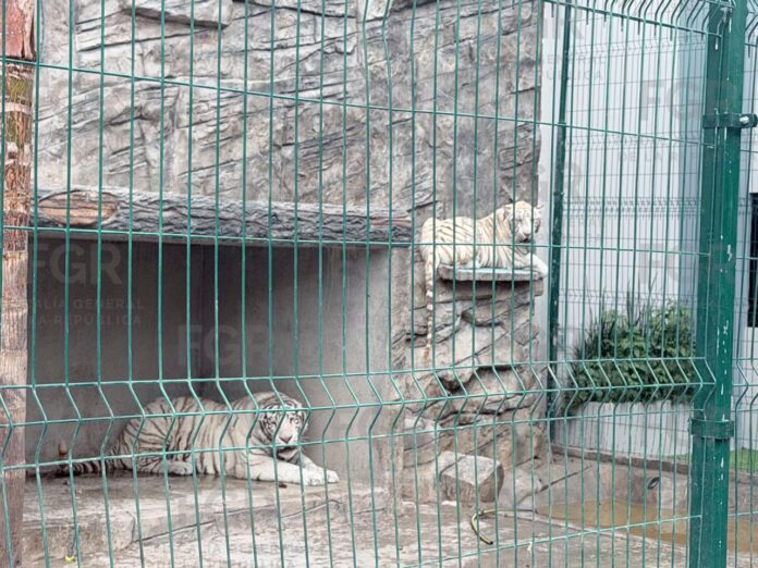 FGR asegura dos tigres blancos durante cateo por presunto delito contra la biodiversidad en Durango