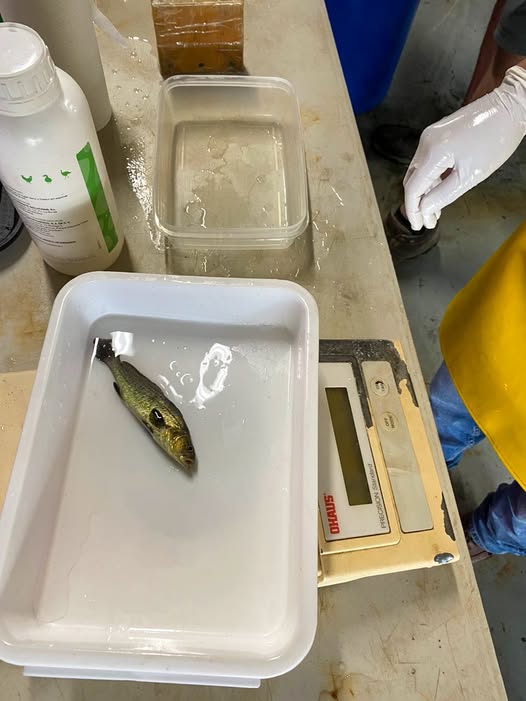 Microplásticos se acumulan en branquias e intestinos de totoaba y provocan alteraciones digestivas