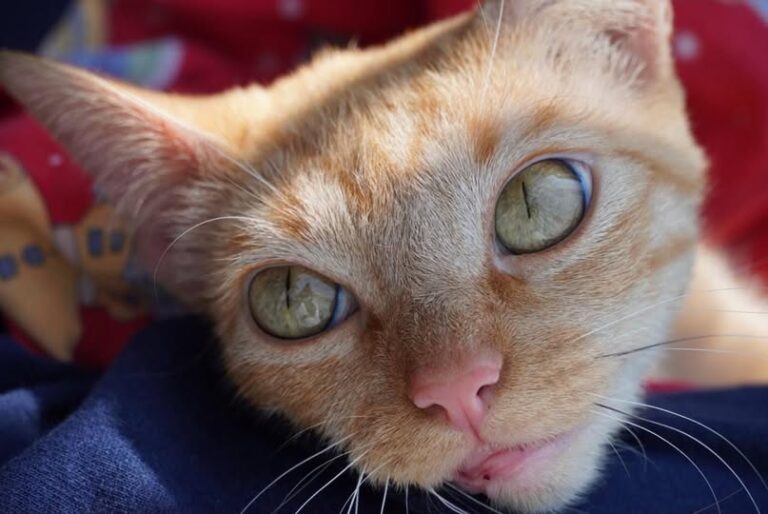 Edomex reforzará atención a perros y gatos en situación de calle con campañas masivas de esterilización y vacunación