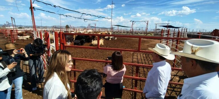 Reabren frontera de Agua Prieta para exportar ganado a Estados Unidos; primer envío será de 750 cabezas