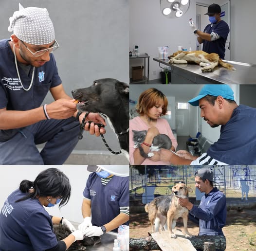 Más de 800 mascotas recibieron atención veterinaria y esterilización gratuita en Huixquilucan