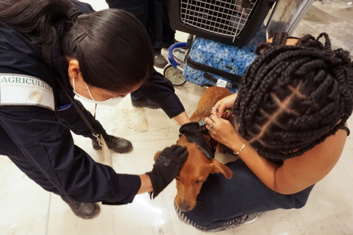 México endurece ingreso de perros y aves de EU por riesgo de gusano barrenador