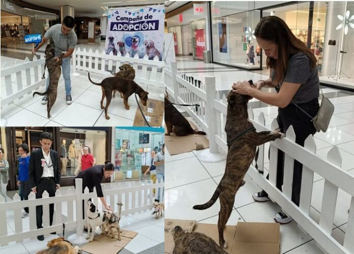 Huixquilucan supera las 470 adopciones de perros rescatados; Romina Contreras destaca cultura de protección animal