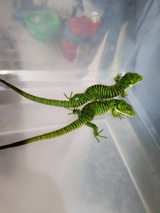 Profepa frustra tráfico de 13 dragones mexicanos que serían enviados ilegalmente a Hong Kong