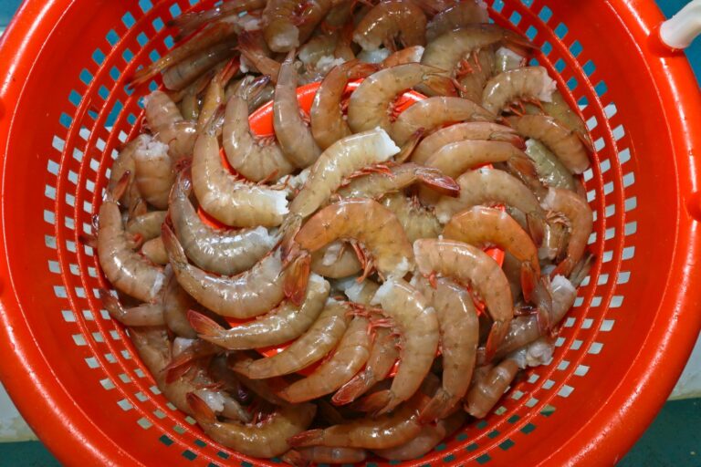 Inician nuevas vedas y temporadas de pesca en México para proteger especies y garantizar su reproducción Inician nuevas vedas y temporadas de pesca en México para proteger especies y garantizar su reproducción