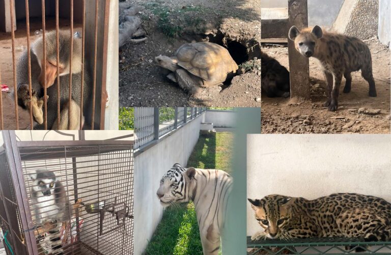 Hallan más de 130 animales silvestres durante cateo en Tamaulipas; 90 son especies protegidas